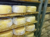 チーズ工場(2)