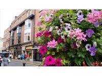 ダブリンは花がきれいな街でした。