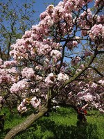 日本の八重桜が満開