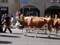 議事堂前のお祭りに向かう牛