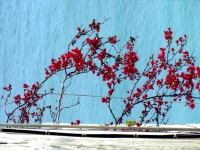 海に咲く赤い花