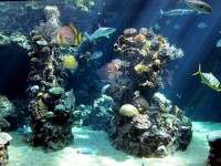 ヌメア水族館