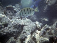 ハナウマ湾の熱帯魚