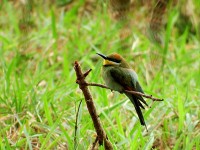 ハチクイ(Rainbow Bee-eater)