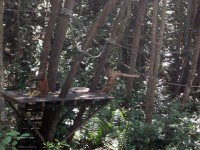 シャングリラ・ラサリア・リゾート内の保護施設にてオランウータンの餌付け見学