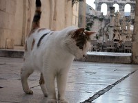 猫もすっかり宮殿の主