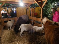 クリスマスマーケットにはヤギとヒツジも参加