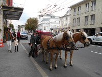 Horse wgon in Salzburg