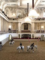 ホーフブルク  スペイン乗馬学校　朝の調教