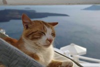 サントリーニ島の猫ちゃん、たくさんいました