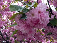 途中の公園に咲いてた八重桜