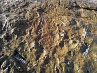 野ざらしの化石の板が普通にあります。すごい。