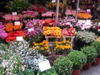 アムステルダム・シンゲルの花市場