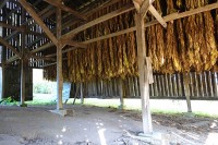 タバコの葉の乾燥小屋。