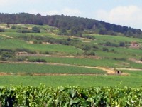 ボーヌの丘の上にまで広がるワイン畑