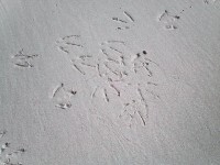 人がいないので、こんなカモメの足跡も砂浜に残っています。