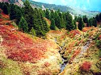 紅葉が鮮やかなハイキングコース