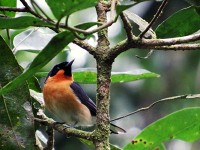 メンガタカササギヒタキ(Spectacled Monarch　変な和名・・・)