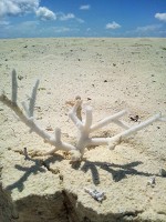 砂浜に転がるサンゴ