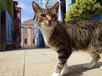 ブラーノ島の可愛い猫にも遭遇