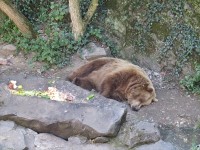 チェスキークルムロフ城では、熊さんがお昼寝