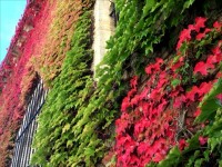 紅葉している蔦が絡まる風景はいかにもヨーロッパ的な感じで好きだなー