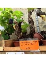 あらっ、葡萄の盆栽28ユーロ